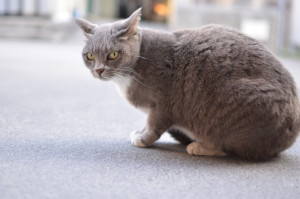 猫背,姿勢不良,岡山市北区,整骨院,接骨院,整体,一心整骨院